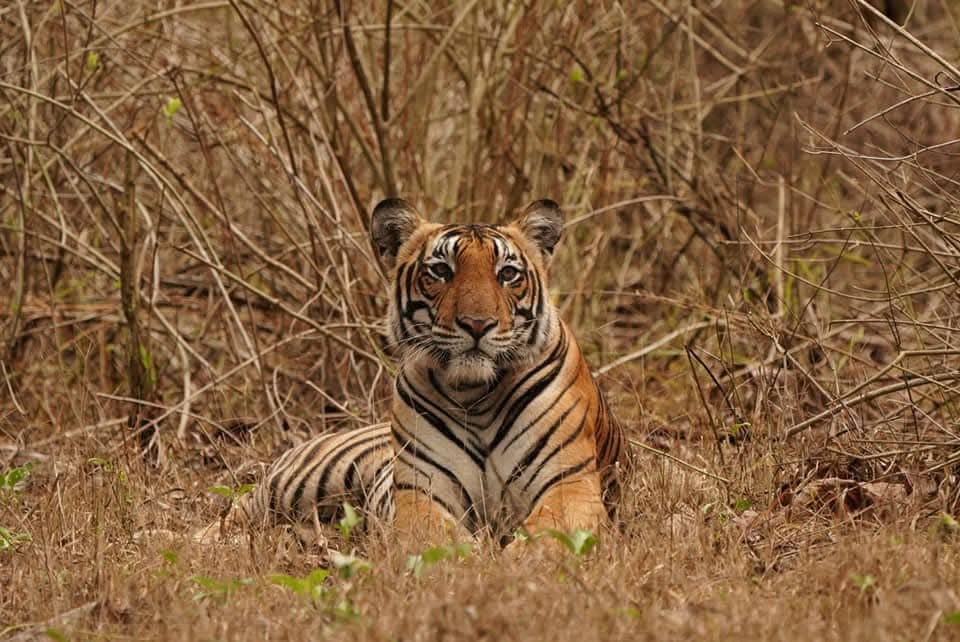 BANDIPUR TIGER RESERVE 9